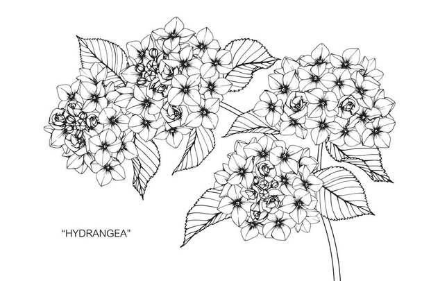 Hydrangea flower. Drawing and sketch with black and white line-art. - Vector, Image