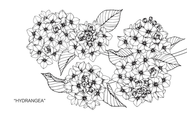 Fleur d'hortensia. Dessin et croquis avec dessin en noir et blanc
. - Vecteur, image