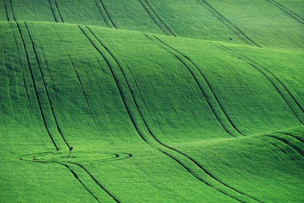 Vonalak és a hullámok a fák tavasszal, South Moravia, Csehország - Fotó, kép