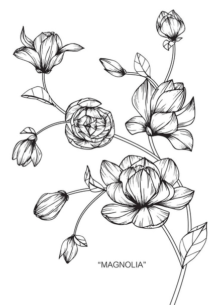 Magnolia λουλούδι. Σχέδιο και σκίτσο με μαύρο και άσπρο γραμμή-art. - Διάνυσμα, εικόνα