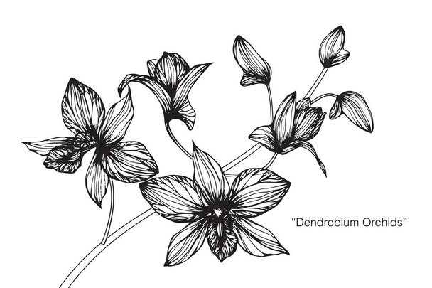 Orchids flower. Drawing and sketch with black and white line-art. - Vector, Image