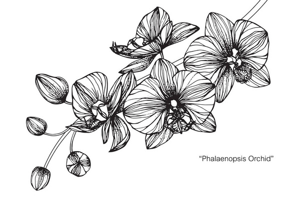 Ορχιδέες λουλούδι. Σχέδιο και σκίτσο με μαύρο και άσπρο γραμμή-art. - Διάνυσμα, εικόνα