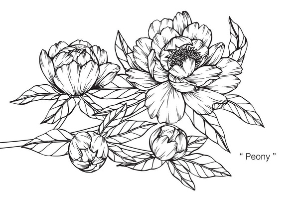 Peony flower. Drawing and sketch with black and white line-art. - Vector, Image
