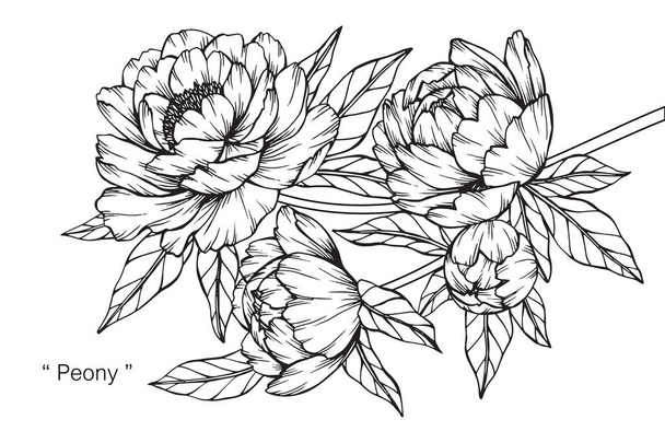 Peony flower. Drawing and sketch with black and white line-art. - Vector, Image
