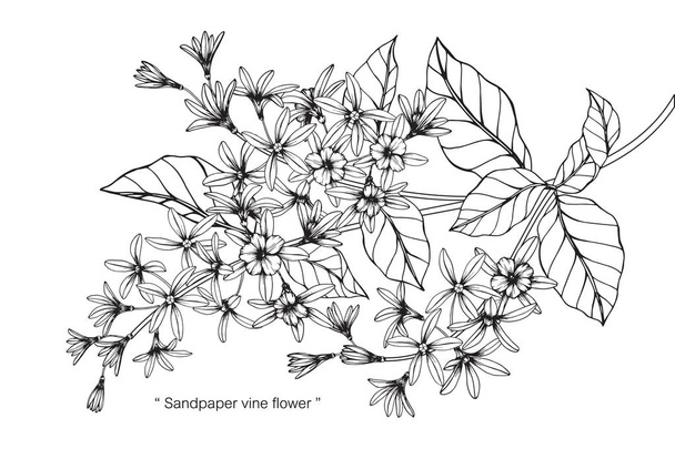Sandpaper vine flower. Drawing and sketch with black and white line-art. - Vector, Image