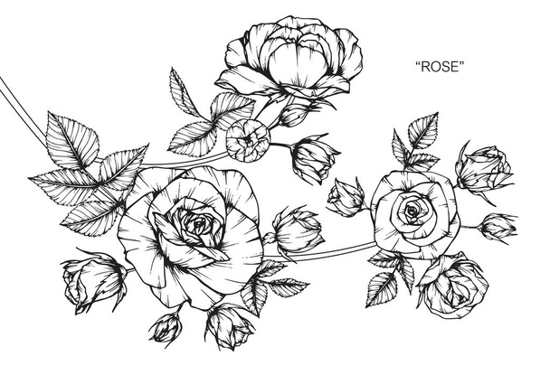 Roses flower. Drawing and sketch with black and white line-art. - Vector, imagen