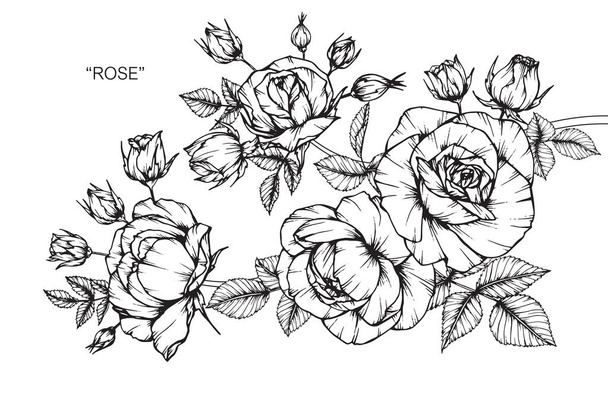 Roses flower. Drawing and sketch with black and white line-art. - Vector, Image