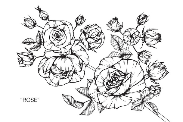 Rosen blühen. Zeichnung und Skizze mit schwarz-weißer Linienführung. - Vektor, Bild
