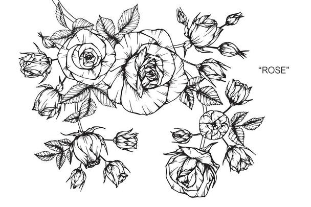 Roses flower. Drawing and sketch with black and white line-art. - Vector, Imagen