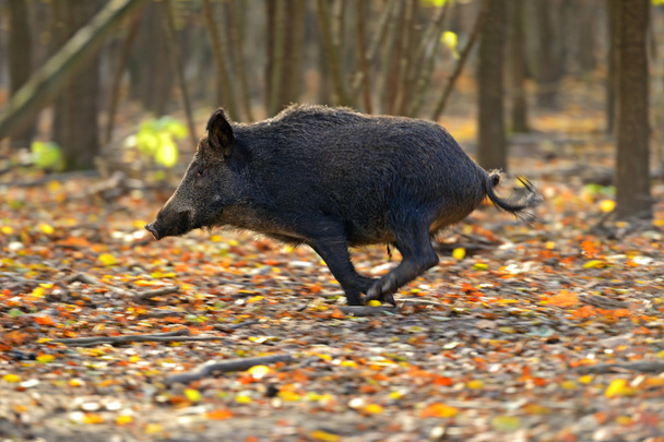 Porcs sauvages
 - Photo, image