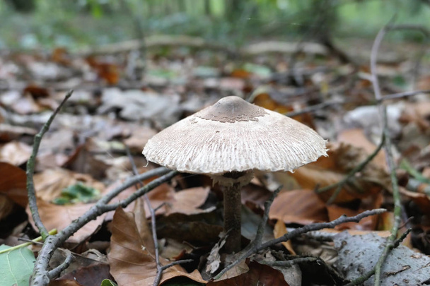 parasol mushroom (Macrolepiota procera or Lepiota procera) - Photo, Image