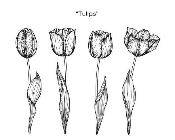 Tulips flower. Drawing and sketch with black and white line-art. - Vettoriali, immagini