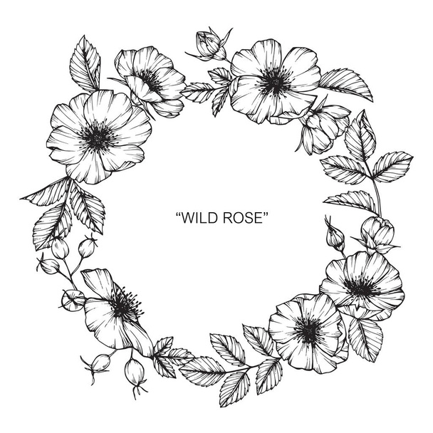 Wild rose flower frame drawing. Drawing and sketch with black and white line-art. - Vektor, Bild