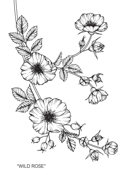 Wild rose flower. Drawing and sketch with black and white line-art. - Vektor, obrázek