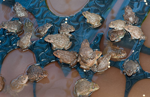 lähikuva sammakko
 - Valokuva, kuva