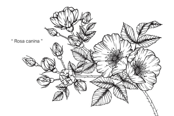 Rosa canina kwiat. Rysunek i szkic z czarno-białe grafiki liniowej. - Wektor, obraz