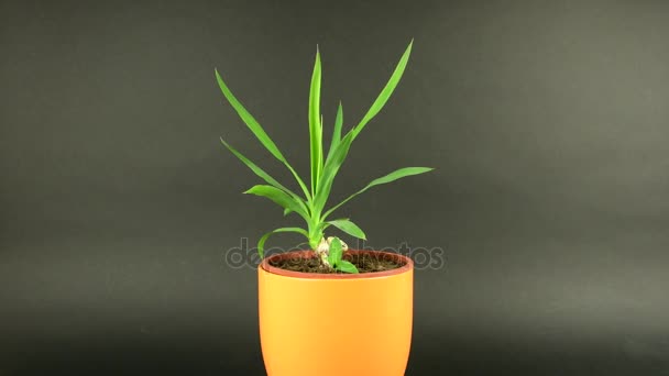 Yucca planta em vaso de flores laranja sobre fundo preto. Planta Yucca gira sobre fundo chave chroma
 - Filmagem, Vídeo