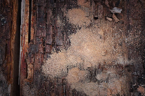 dřevěný hranol v rozkladu - Fotografie, Obrázek