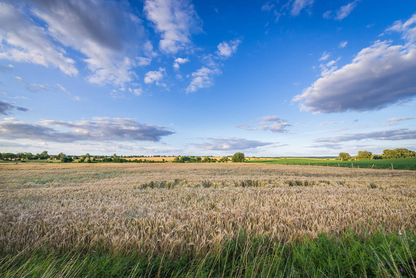 mező, Lengyelország - Fotó, kép