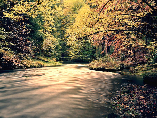 steinigen Fluss mit orangefarbenen Buchenblättern bedeckt. frische bunte Blätter an Zweigen über Wasser - Foto, Bild