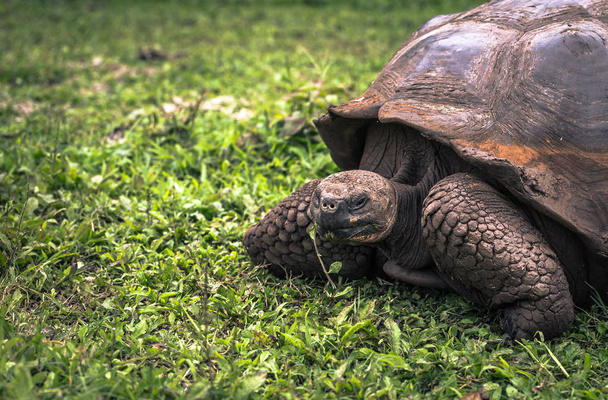 Galapagos Islands - July 22, 2017: Giant Tortoise in Santa Cruz - Photo, Image