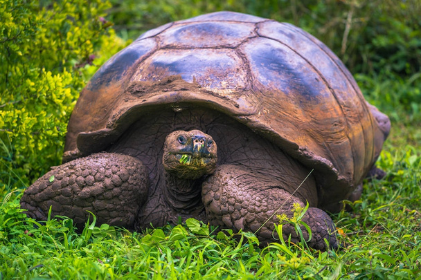 Galapagos Islands - July 22, 2017: Giant Tortoise in the El Chato reserve of Santa Cruz Island - Photo, Image