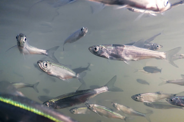Bait fish Freshwater underwater. Common Bleak close up. - Zdjęcie, obraz