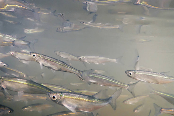 Bait fish Freshwater underwater. Common Bleak close up. - Фото, изображение
