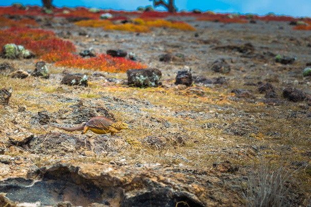 Galápagos-szigetek - 2017. augusztus 24.: Endemikus föld Iguana Plaza Sur-sziget, Galapagos szigetek, Ecuador - Fotó, kép