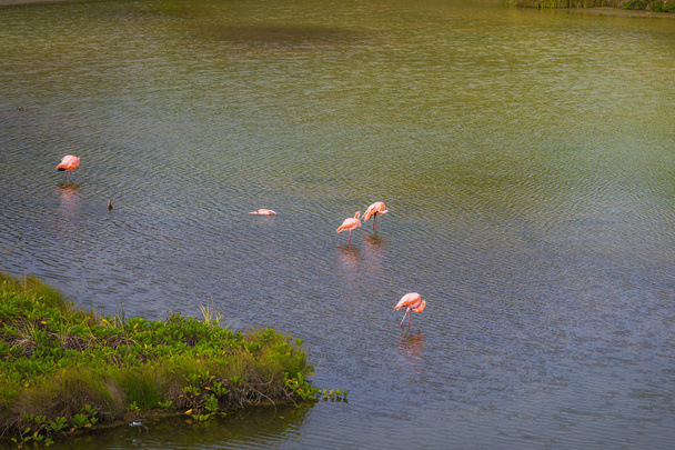 Galapagos Adaları - 25 Ağustos 2017: Peyzaj Flamingo bay, Isabela Galapagos Adaları, Ekvador - Fotoğraf, Görsel