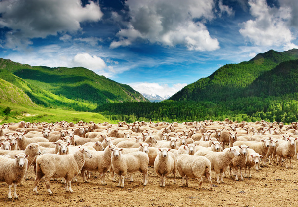 Rebanho de ovinos
 - Foto, Imagem