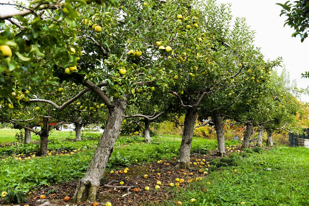 Manzanas en la granja al norte del estado de NY
 - Foto, imagen
