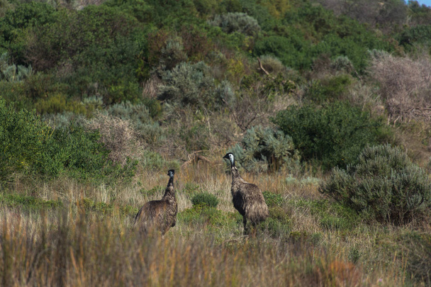 Два ему в диких австралійських bushland - Фото, зображення