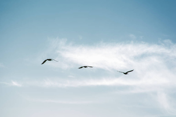 Pelikaaniparvi lentää muodostelmassa kirkkaalla sinisellä taivaalla
 - Valokuva, kuva