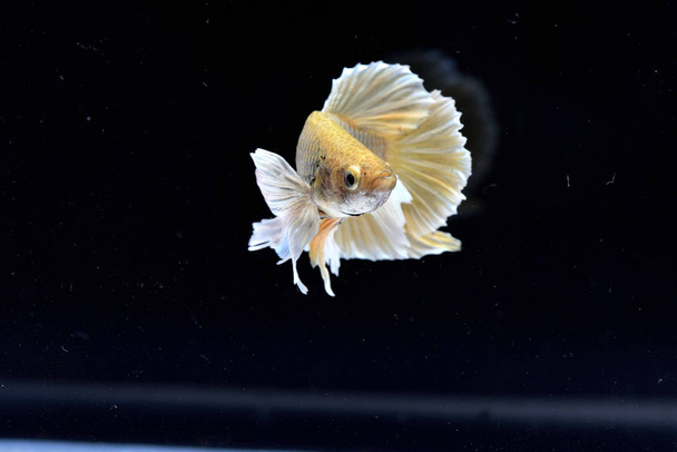peixe de combate siamês isolado no fundo preto - Foto, Imagem