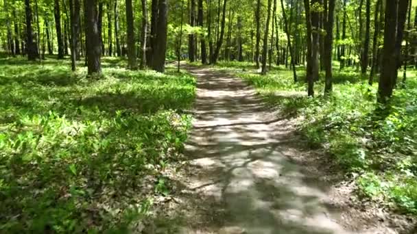 walking in green forest - Footage, Video