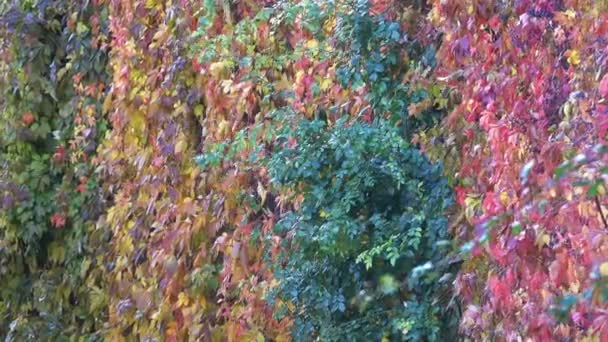 Wall girt with the vine of wild grapes - Footage, Video