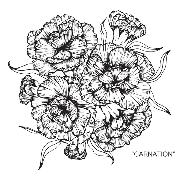 Boeket van carnation bloemen tekening. - Vector, afbeelding