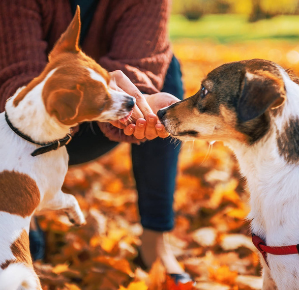 Closeup on young woman feeding dogs outdoors in autumn - Фото, зображення