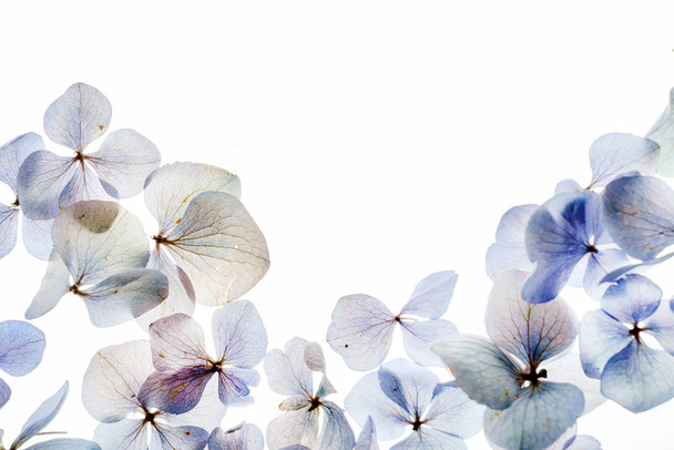 Hydrangeas floral composition  - 写真・画像