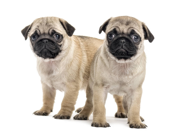 Pug puppies naast elkaar, geïsoleerd op wit - Foto, afbeelding