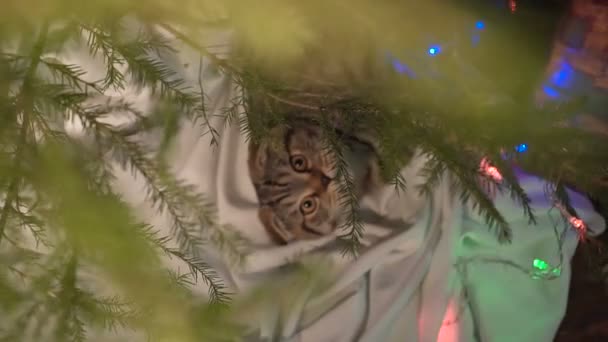 Gato cerca del árbol de Navidad y regalos
 - Imágenes, Vídeo