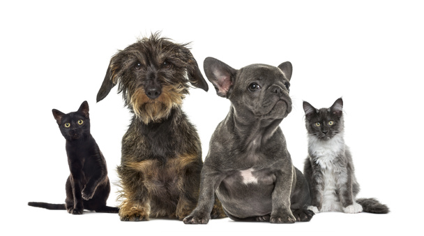 Group of kittens and puppies sitting, isolated on white - Photo, Image