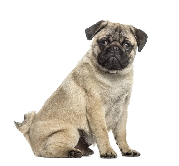 Side view of a pug sitting, isolated on white - Photo, Image