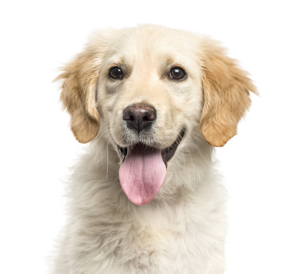 Close-up of a golden Retriever panting, isolated on white - Photo, Image