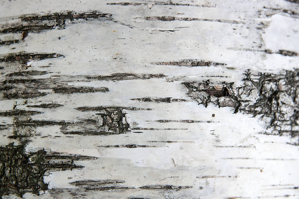 текстура березової кори як абстрактний фон
 - Фото, зображення