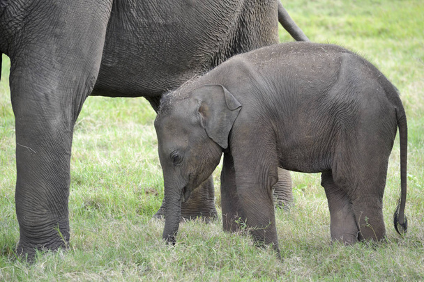 éléphant avec son bébé - Photo, image