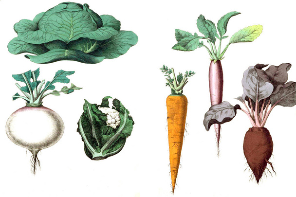 иллюстрация овощей на белом фоне
. - Фото, изображение
