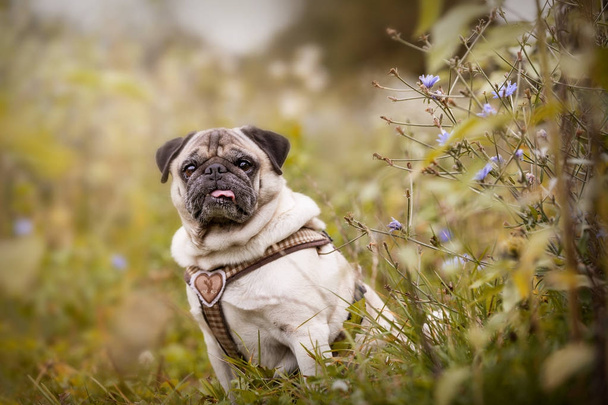 Portrait of a Pug dog outdoors - Photo, Image