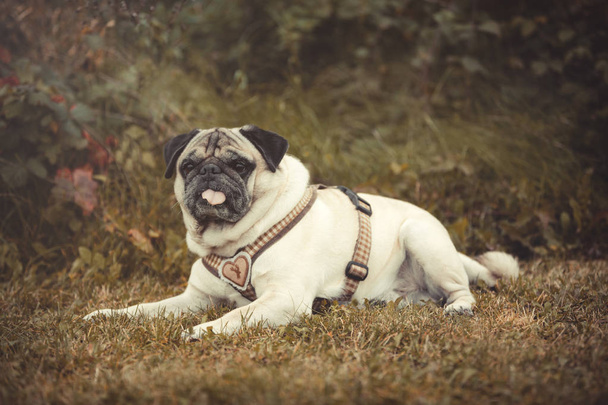 Portrait d'un chien Pug à l'extérieur
 - Photo, image